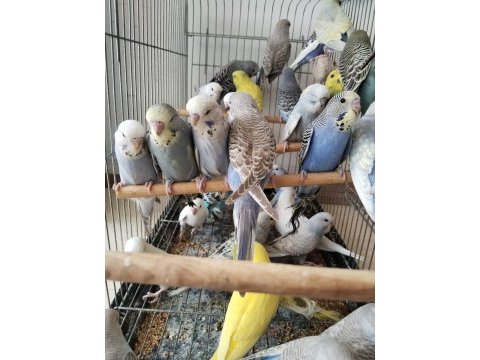 Yeni yeme düşmüş bebek muhabbetler jumbo çek ingiliz