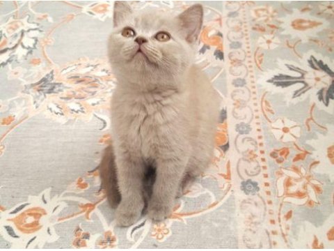 A kalite british shorthair yavrular sahiplendirilecektir