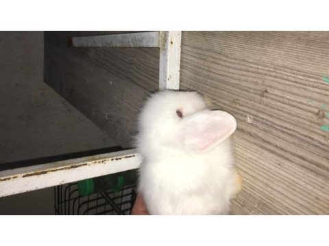 Hollanda lop tavşan