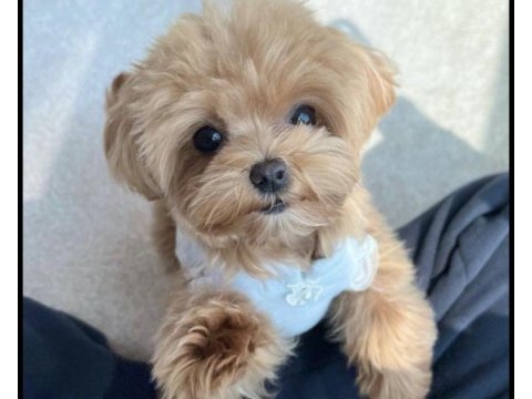 Maltipoo yavrumuz