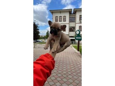 Özel renk french bulldog yavruları