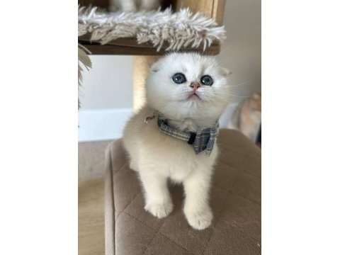 Baba şecereli scottish fold
