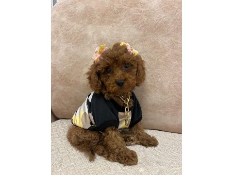 Kore poodle pet eğitimli yavrumuz yeni yuvasına hazır