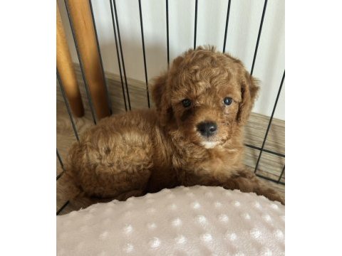 2 aylık erkek toy poodle acil yuva arıyoruz