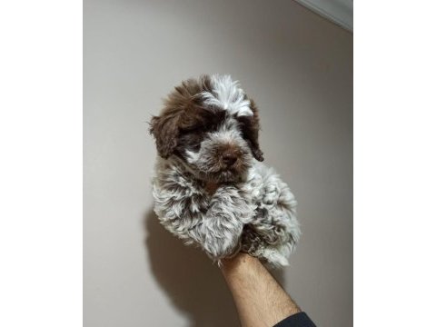 Lagotto romagnolo satılık 4 aylık