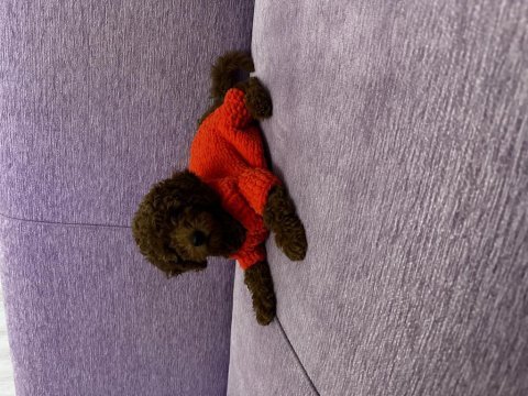 Minik poodle kızımız