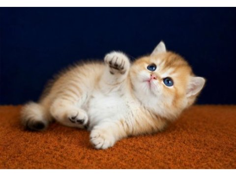 Show kalite british shorthair golden bebekler