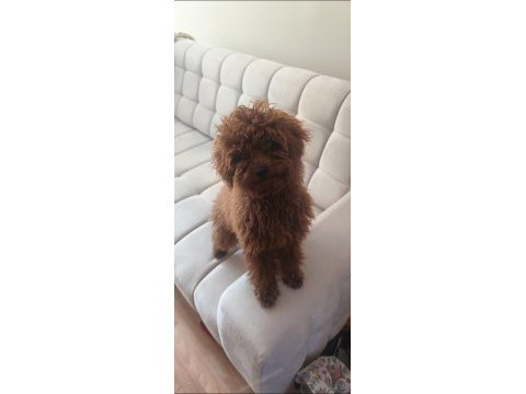 Toy poodle dişi yavru 7 aylık
