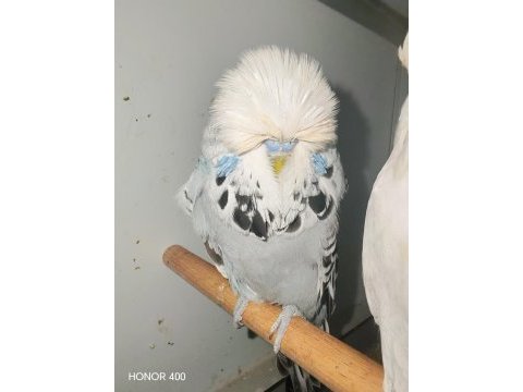Show jumbo muhabbet kuşu erkek ve dişiler hazır