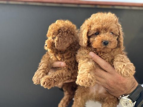 Ankarada show kalite kore toy poodle yavrularımız
