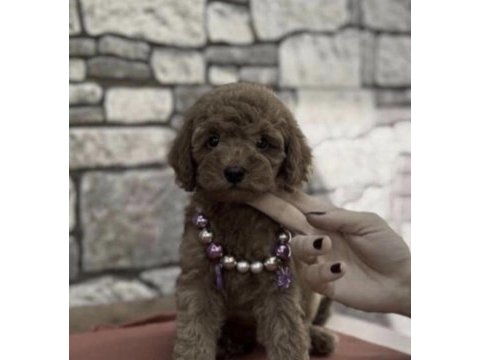 Toy poodle köpeklerimiz içi ulaşın