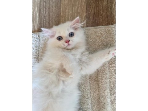Sevimli chinchilla