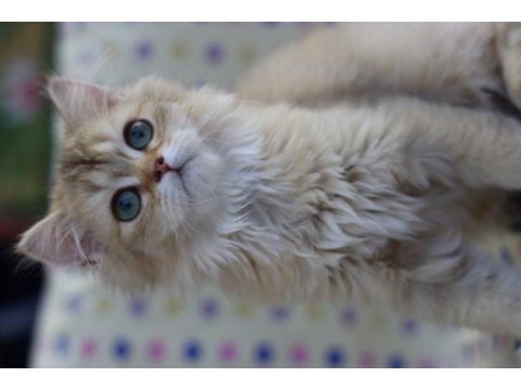 British longhair erkek kediler