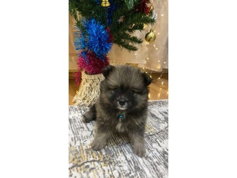 Pomeranian yavrularımıza yeni yuva arıyoruz