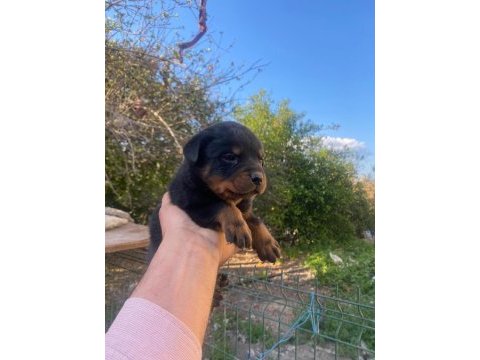 Üst segment sağlık ırk garantili rottweiler
