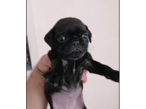 Pug yavrularımız ırk ve sağlık garantili