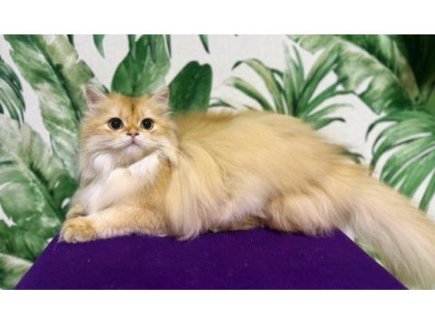British longhair chocolata golden shell (by12)