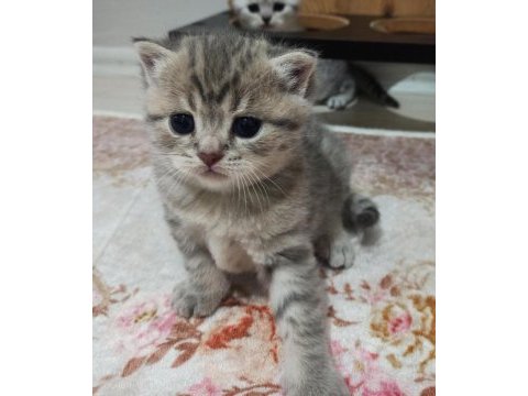 2 aylık silver tabby british shorthair