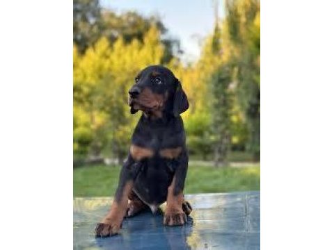 Bıçaktan daha keskin doberman