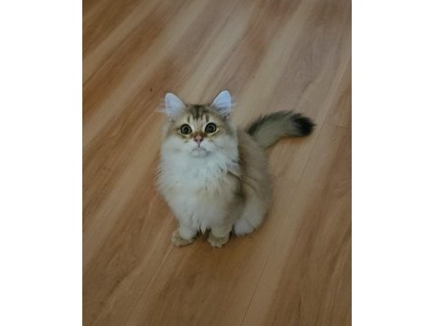 Golden british longhair bebeğimiz