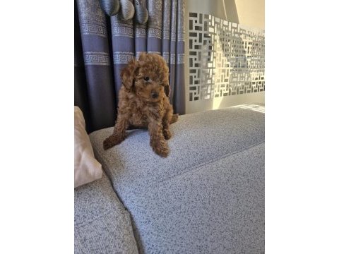 Toy poodle kore