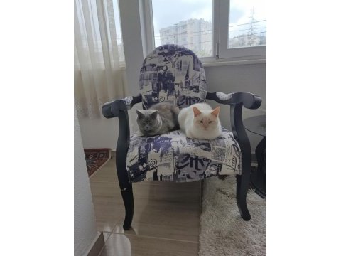 Anne oğul british shorthair kedilerim