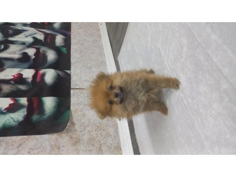 Irk garantılı tea cup pomeranian
