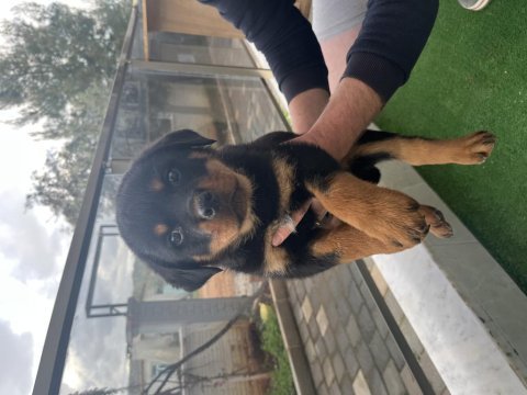 Macar rottweiler yavruları ırkının zirveleri