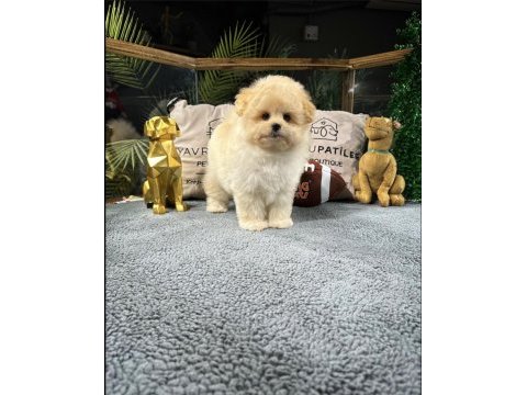 Muhteşem tatlılıkta maltipoo yavrumuz
