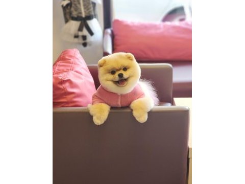 Türkiyede ki en iyi dişi pomeranian
