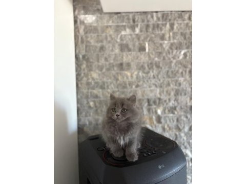 Bebek yüz brıtısh longhaır yavrularım 