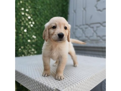 Dişi erkek golden retriever bebekler