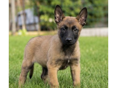 Safkan belçika malinois yavruları