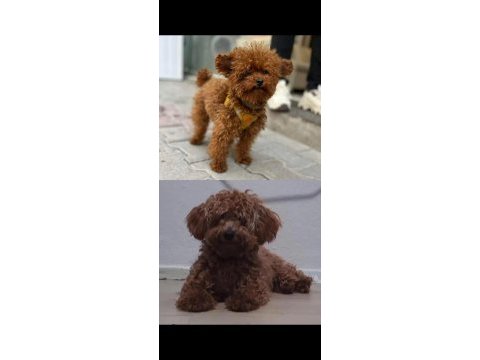 Toy poodle köpeğimiz