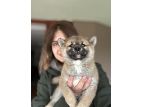 Shiba inu yavrular