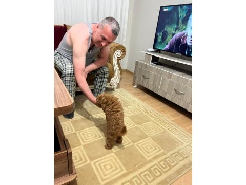Yavru toy poodle