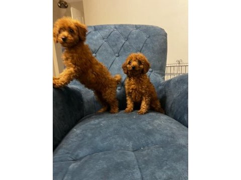 Poodle bebeklerimiz yeni ailesini arıyor
