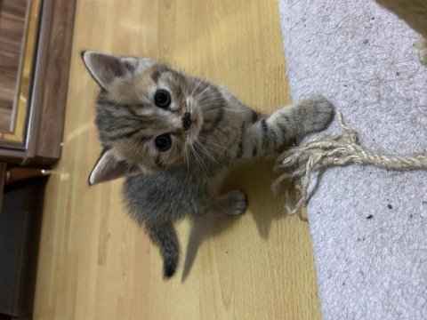 Sütten kesildiler scottish fold