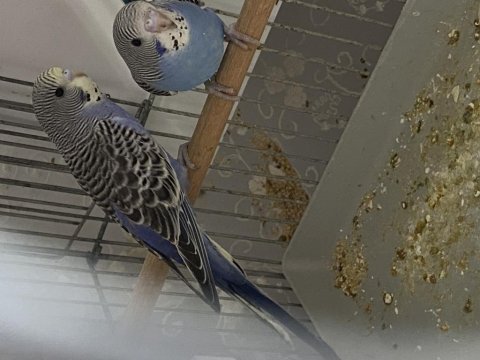 35 günlük bebek muhabbet kuşları