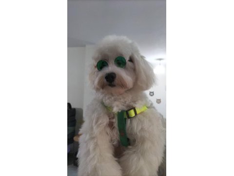 Sahiplendirme maltese