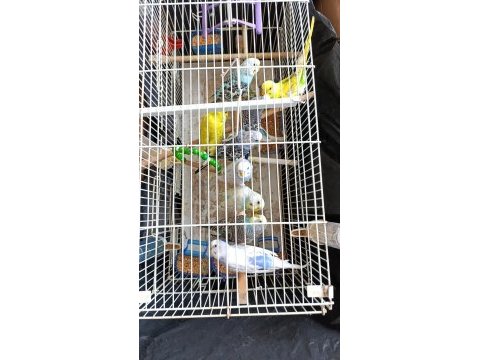 Kafes malzeme ve benzeri muhabbet kuşlar