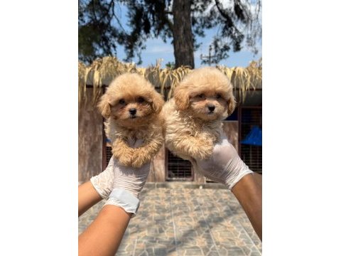 Maltipoo yavrularımız