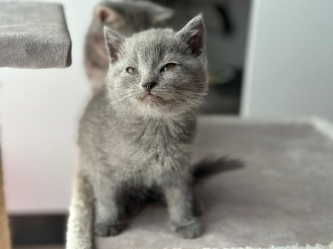 Bayram şekeri minik british shorthair yavrularım