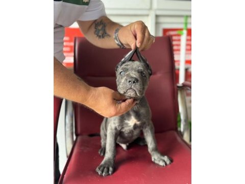 Dev bebekler a kalite cane corso