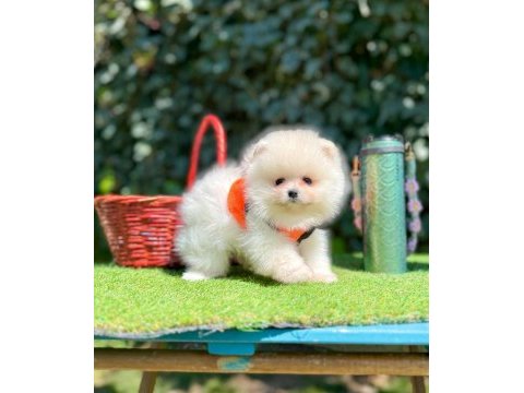 Safkan pomeranian yavrular
