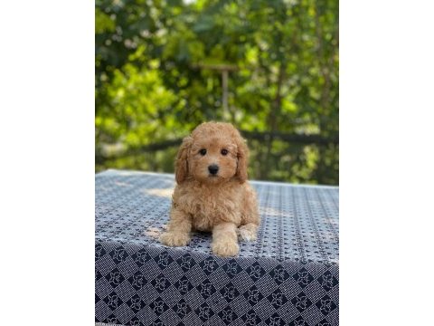 Poodle en microsu en özeli benim olsun isteyenlere
