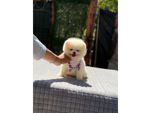 Sağlık ve ırk garantili pomeranian