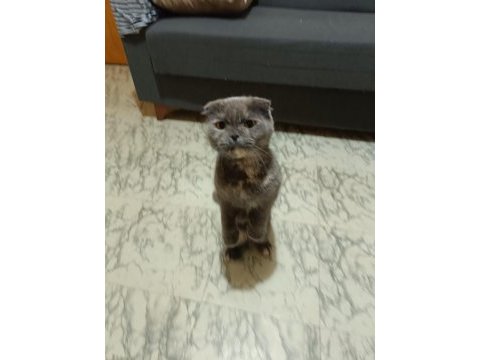 Erkek scottish straight ve dişi scottish fold