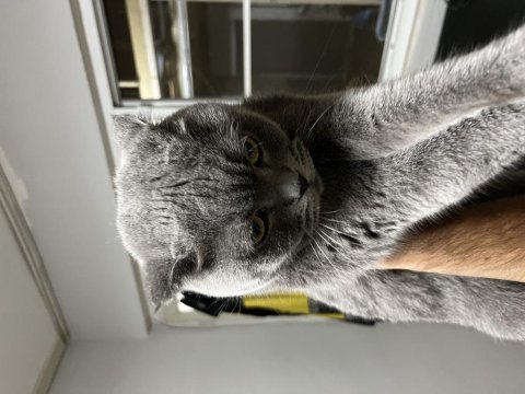 Scottish fold kedimiz