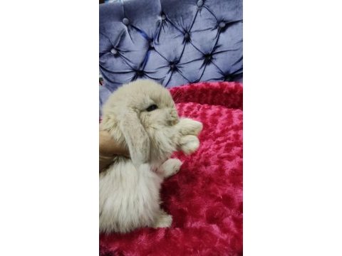 Cüce tavşan minilop ve teddy lop tavşan